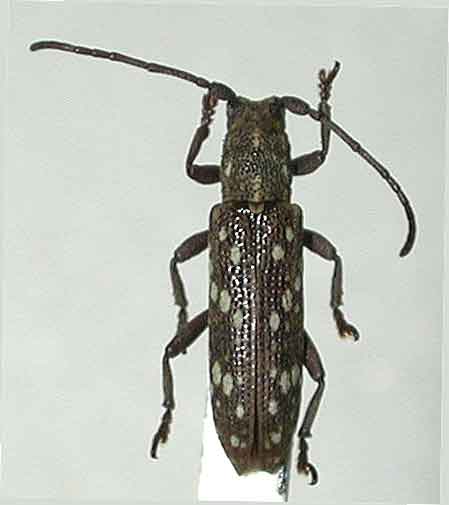 クマゲカノコサビカミキリ