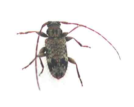 クモガタケシカミキリ