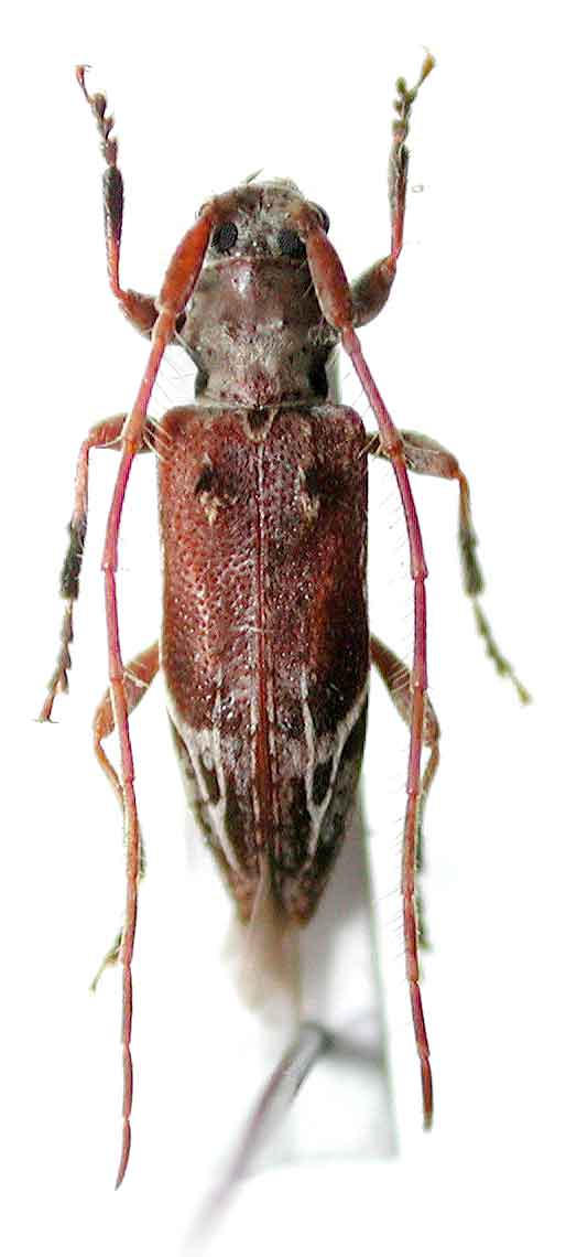 クモノスモンサビカミキリ