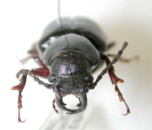 クリハラカミキリ亜科