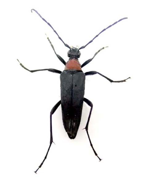 クロハナカミキリ