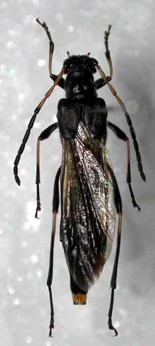 クロホソコバネカミキリ