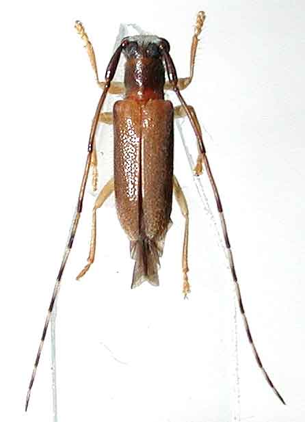 クロモンヒゲナガヒメルリカミキリ