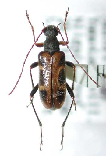 クロヨコモンヒメハナカミキリ