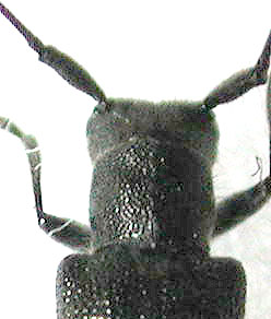 クロニセリンゴカミキリ