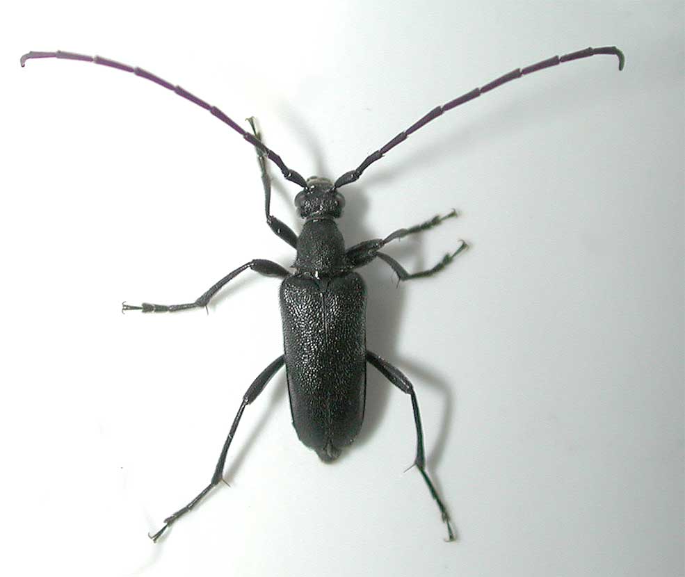 キュウシュウヌバタマハナカミキリ