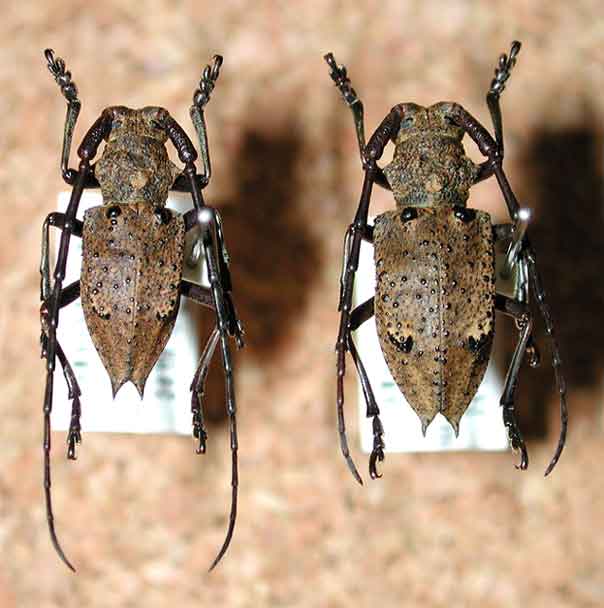 チュウブマヤサンコブヤハズカミキリ