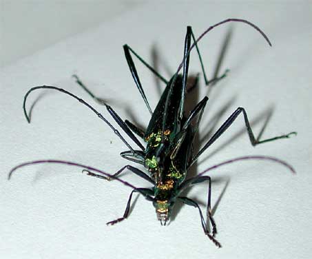 ミドリカミキリ