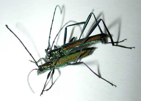 ミドリカミキリ