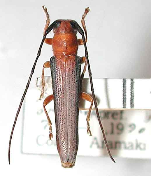 ミヤコリンゴカミキリ