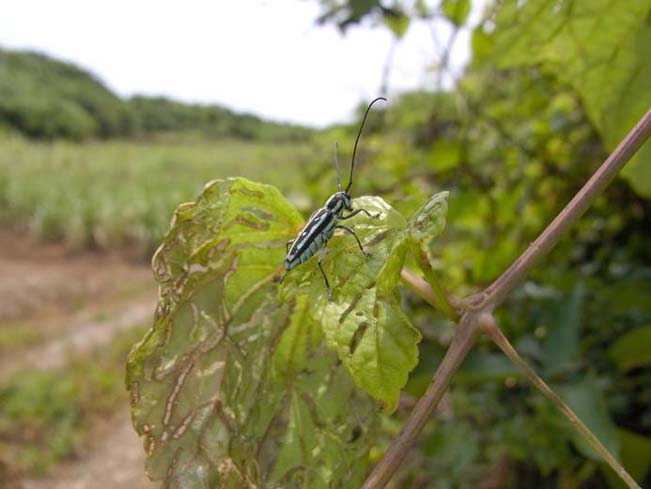 ミヤコルリボシカミキリ