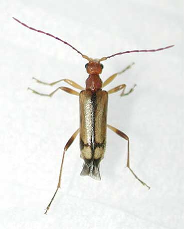 ミヤマヒメハナカミキリ