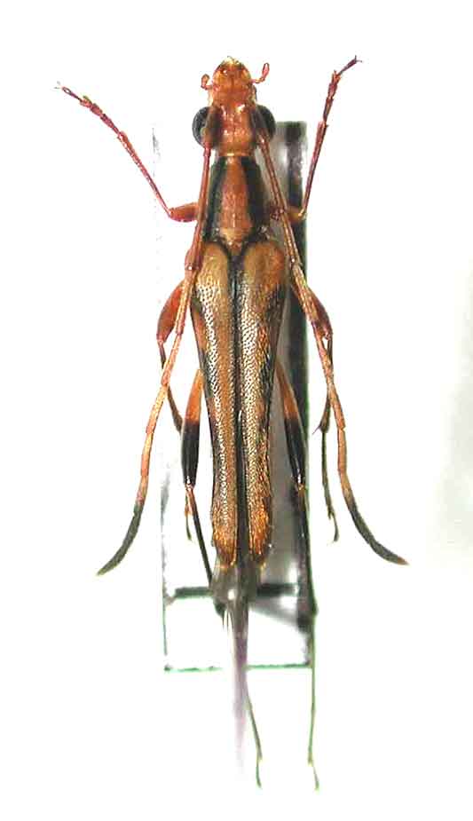 ミヤマホソハナカミキリ