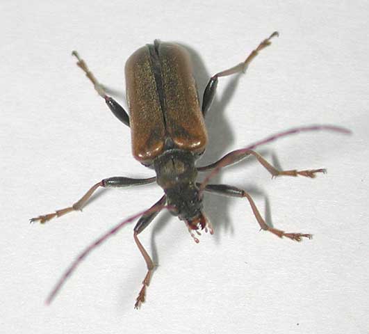 モモグロハナカミキリ