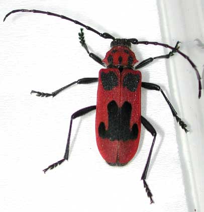 ヘリグロベニカミキリ