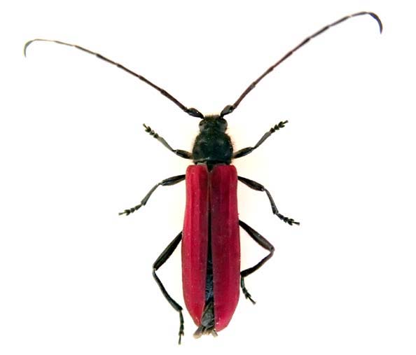 ムモンベニカミキリ