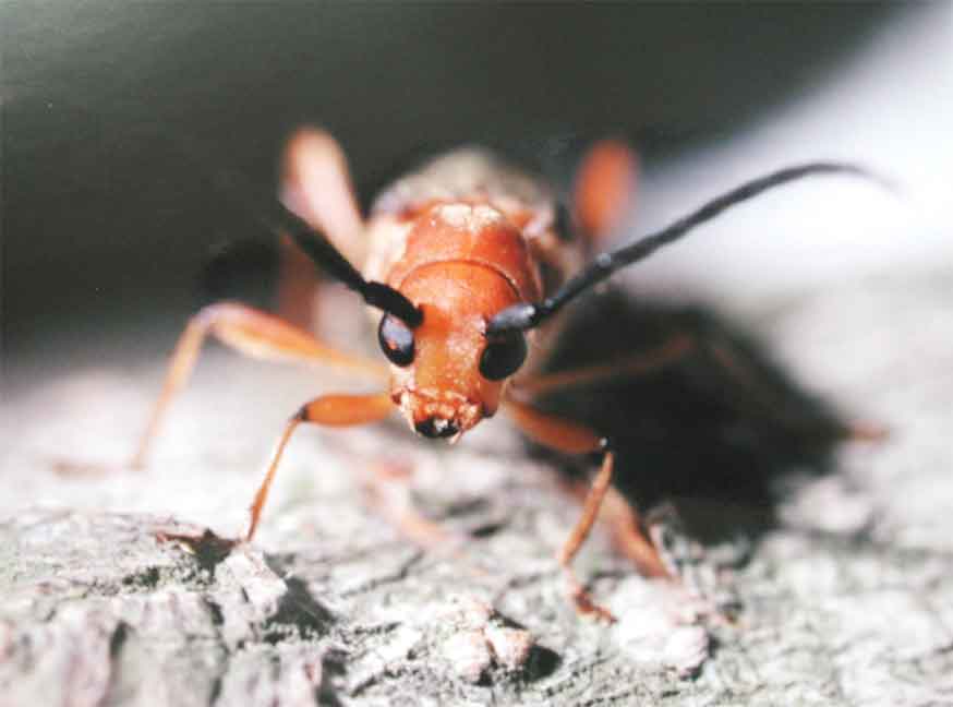 ムモンチャイロホソバネカミキリ