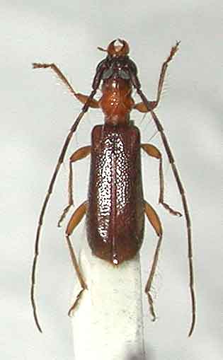 ムネアカメダカカミキリ