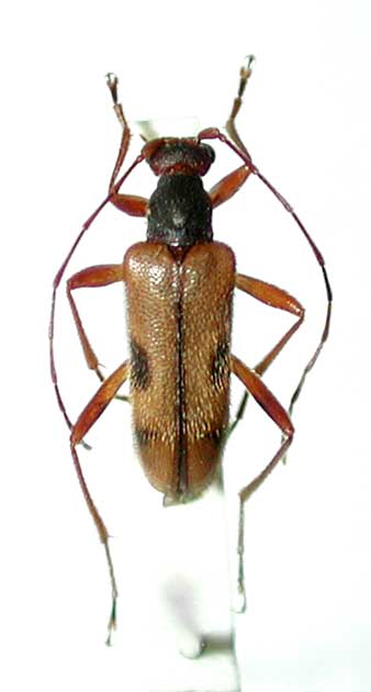 ムネアカヨコモンヒメハナカミキリ