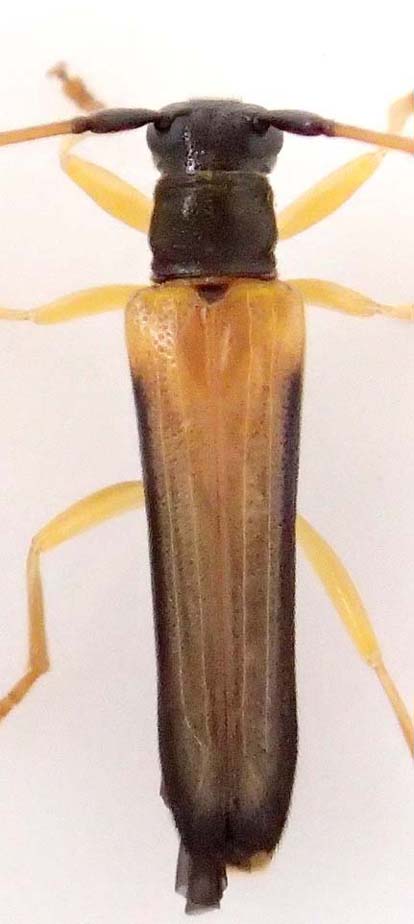 ムネグロリンゴカミキリ