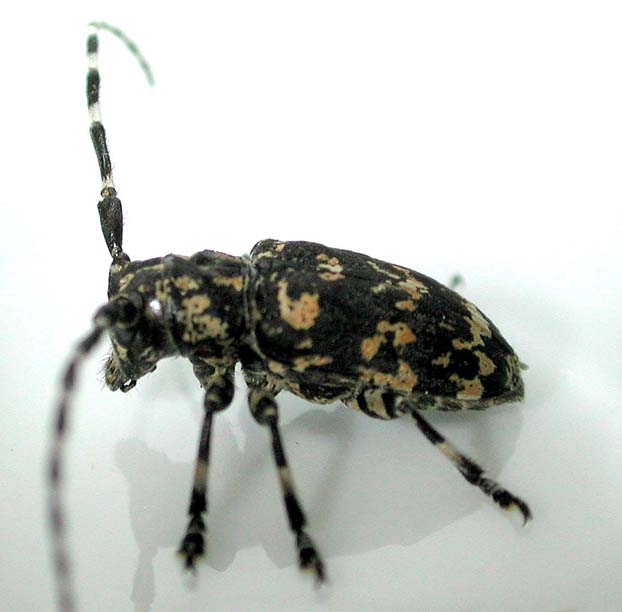 ムネコブゴマフカミキリ