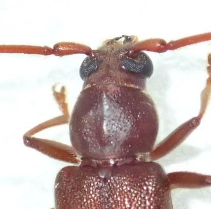 ムネスジウスバカミキリ