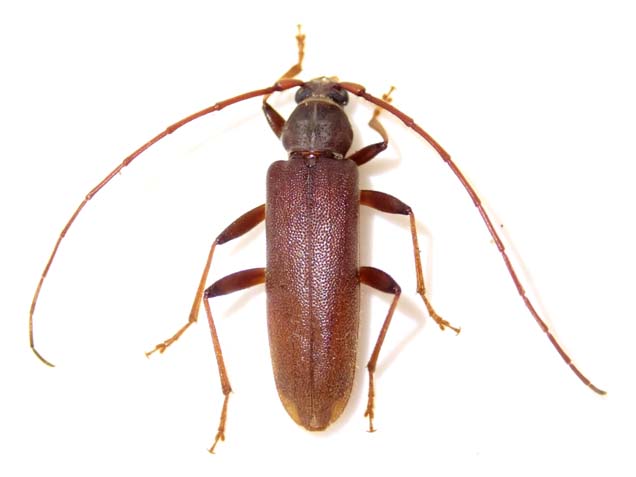 ムネスジウスバカミキリ