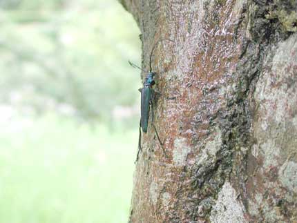 ムラサキアオカミキリ