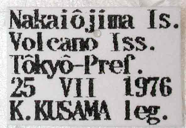 ムラヤマムネコブサビカミキリ