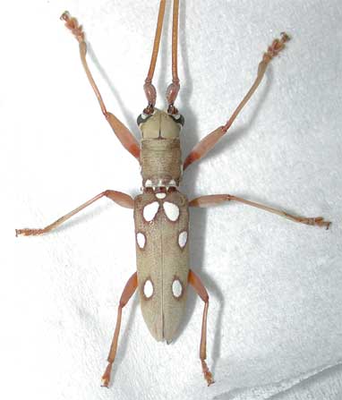 ムツボシシロカミキリ