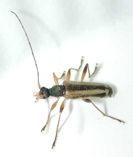 ナガバヒメハナカミキリ