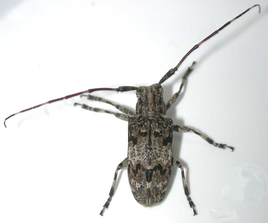 ナガゴマフカミキリ