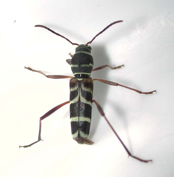 ニイジマトラカミキリ