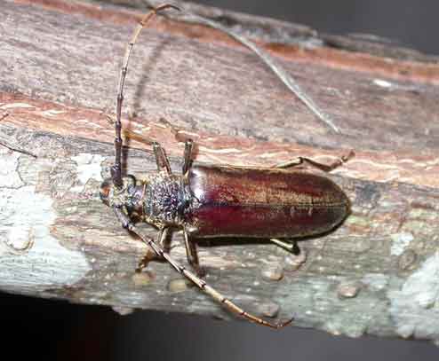 ニッポンムネヒダミヤマカミキリ