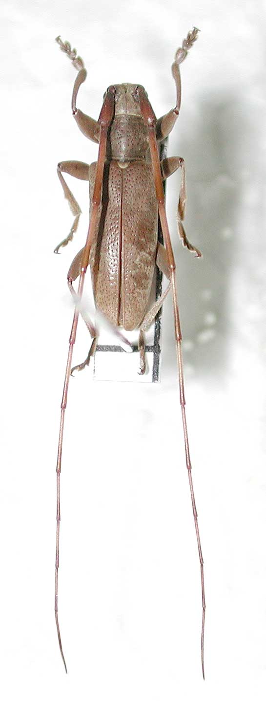 ニセビロウドカミキリ