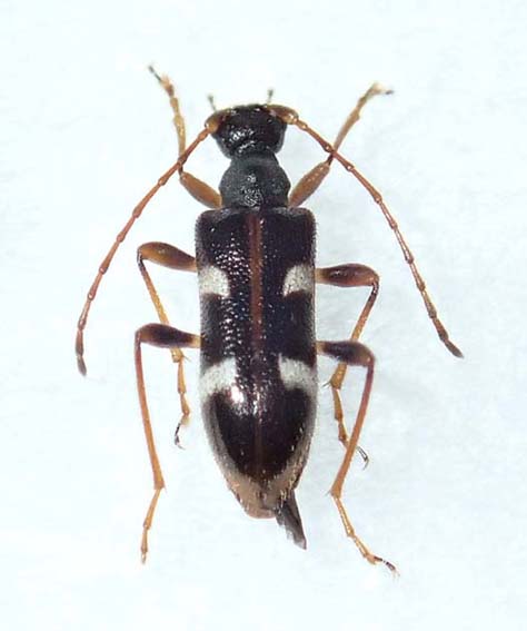 ニセフタオビヒメハナカミキリ