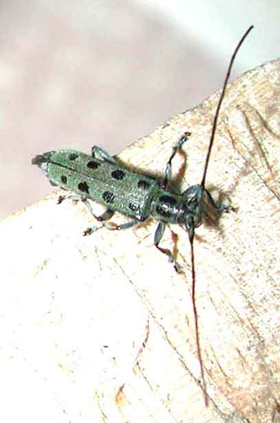 ニセヤツボシカミキリ