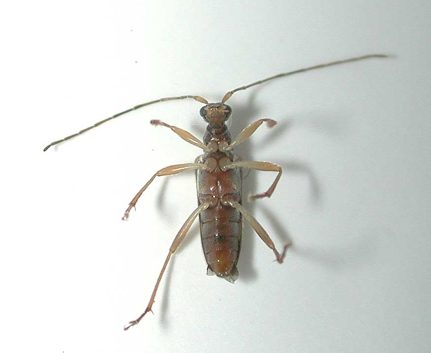 ニセヨコモンヒメハナカミキリ