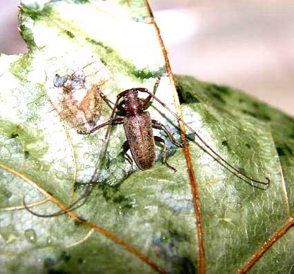 オガサワラビロウドカミキリ