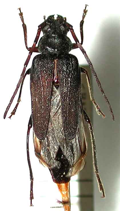 オガサワラコバネカミキリ