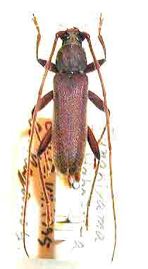 オガサワラムネスジウスバカミキリ