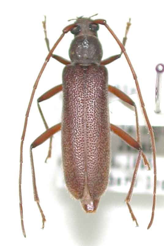 オガサワラムネスジウスバカミキリ