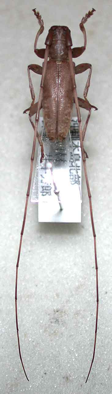 オキナワビロウドカミキリ