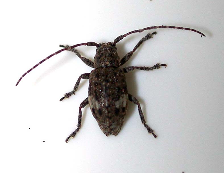 オキナワハネナシサビカミキリ