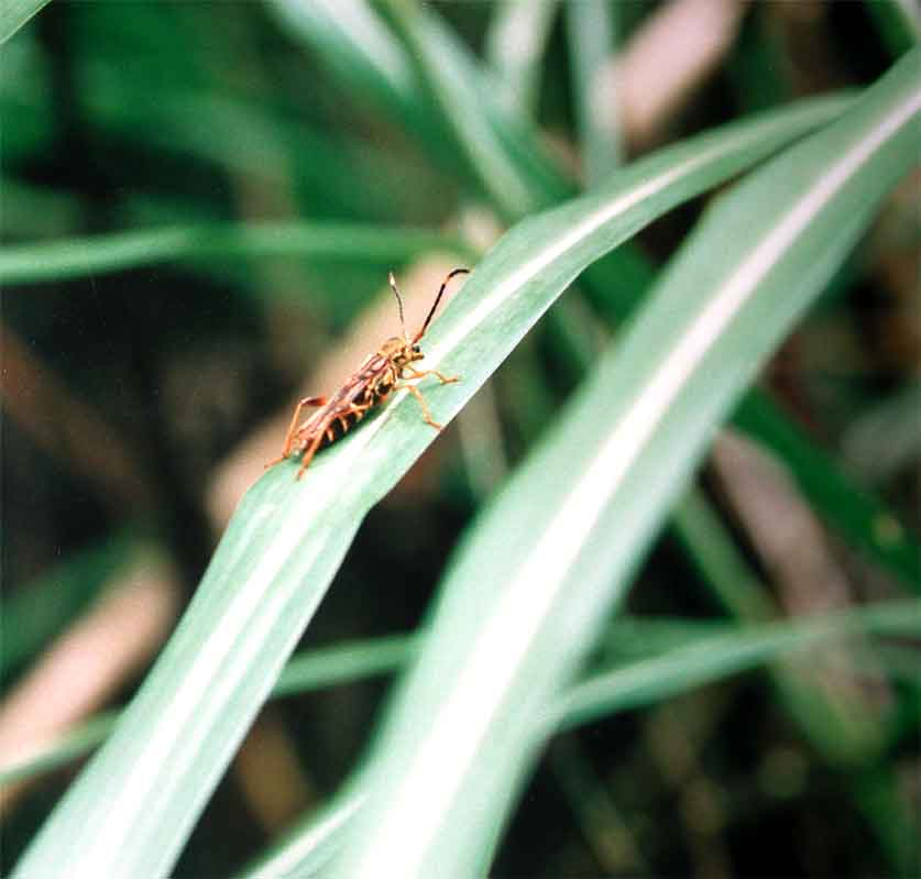オキナワホソバネカミキリ