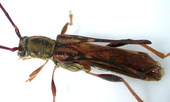 オキナワホソバネカミキリ