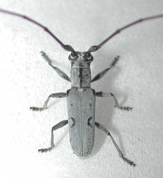 オキナワジャノメカミキリ