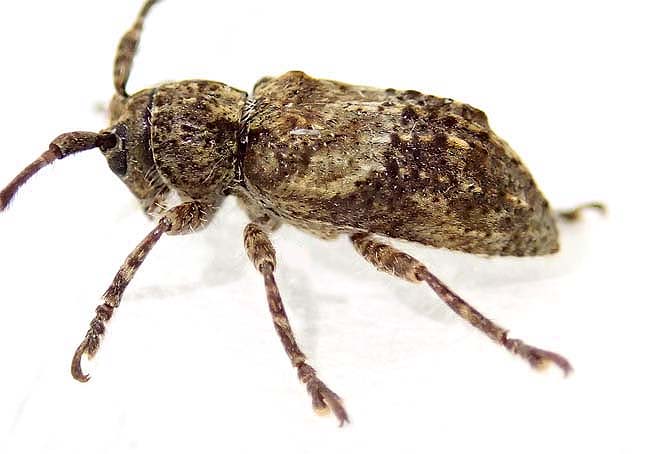 オキナワコブバネサビカミキリ