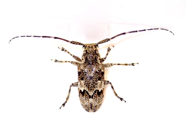 オキナワコウノゴマフカミキリ