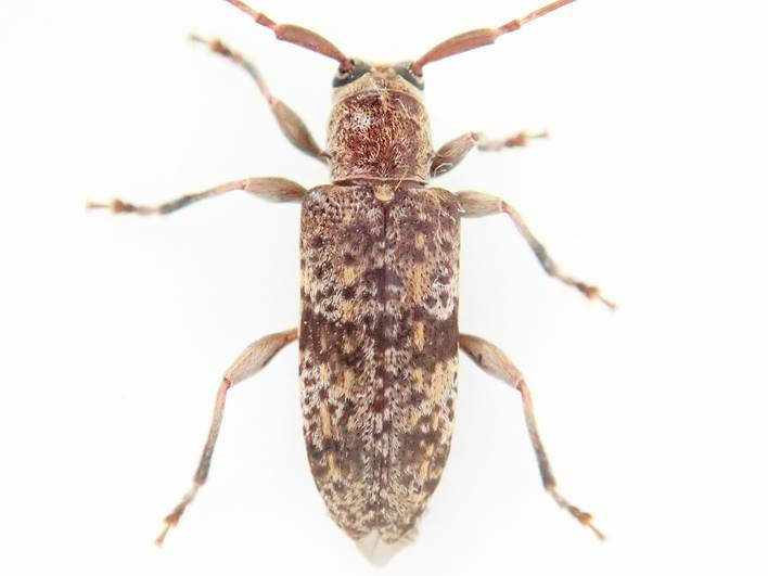 オキナワクロオビトゲムネカミキリ